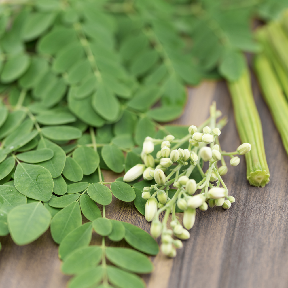 Moringa flowers