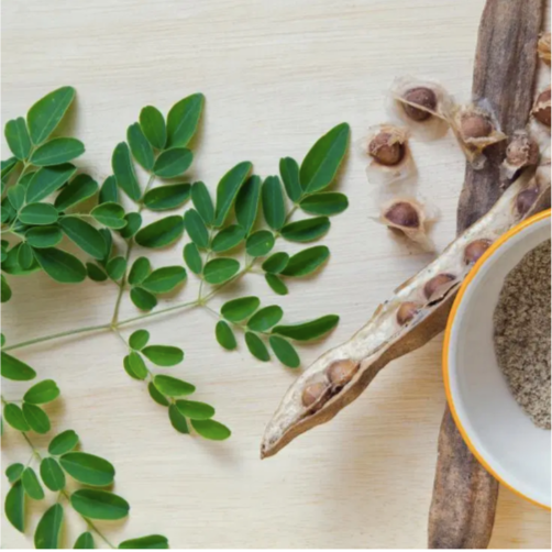 Moringa trees for sale