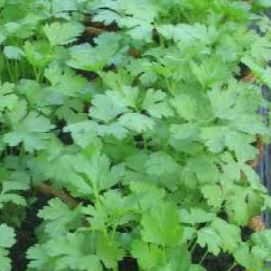 PARSLEY Seeds, Plain