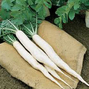 RADISH Seeds, Long White Icicle