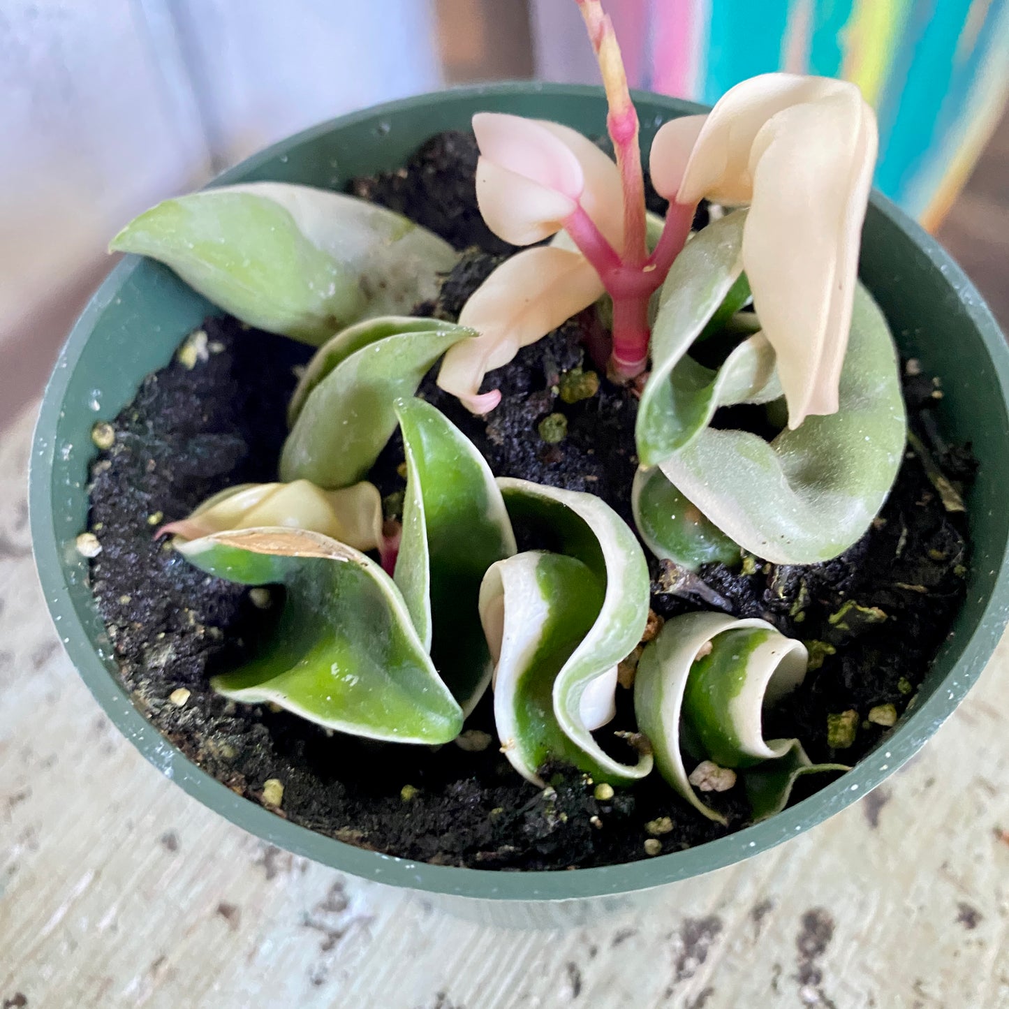 Potted hoya rope plant with wavy green leaves