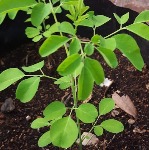 Buy Moringa trees