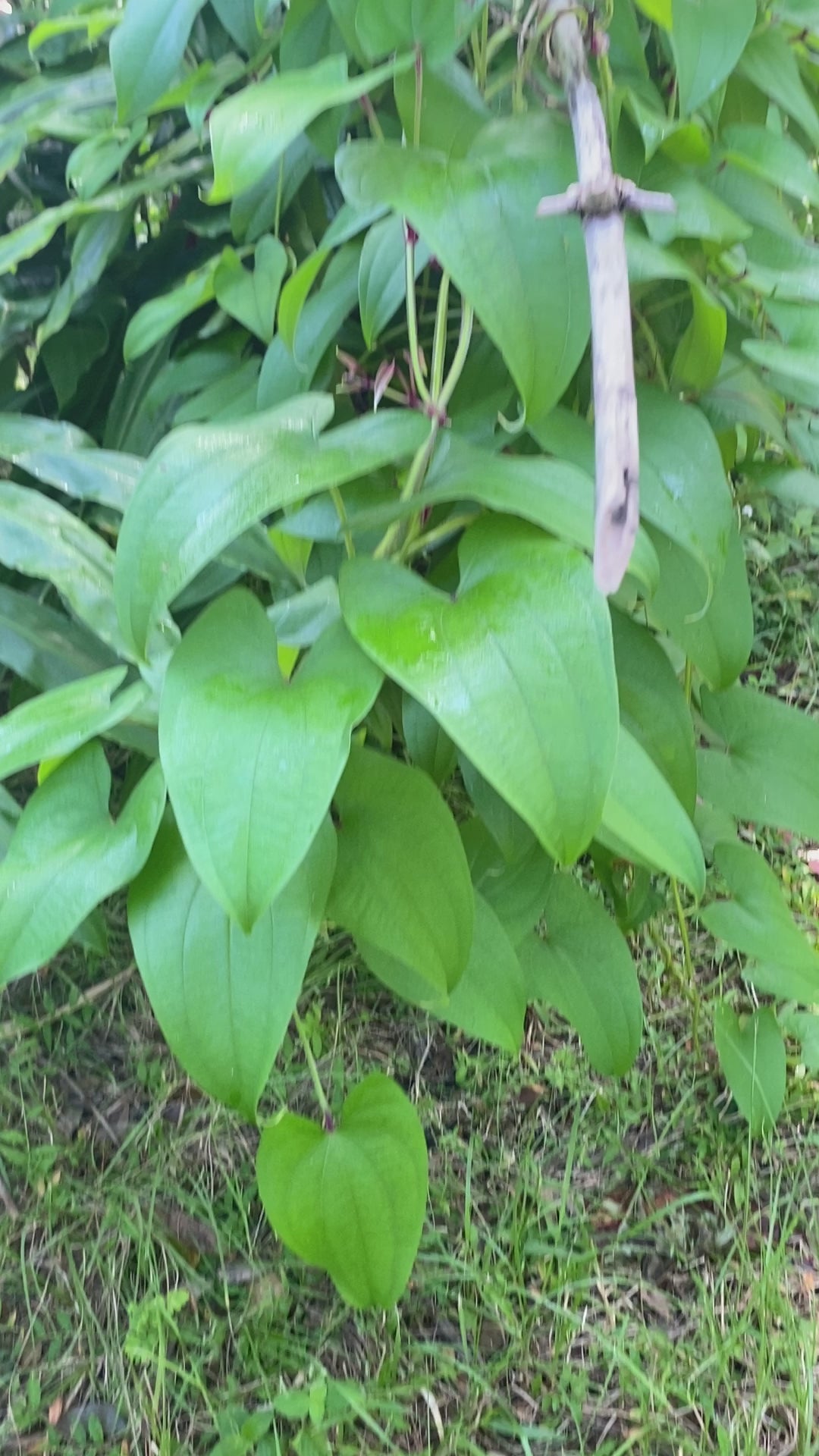 Dioscorea alata