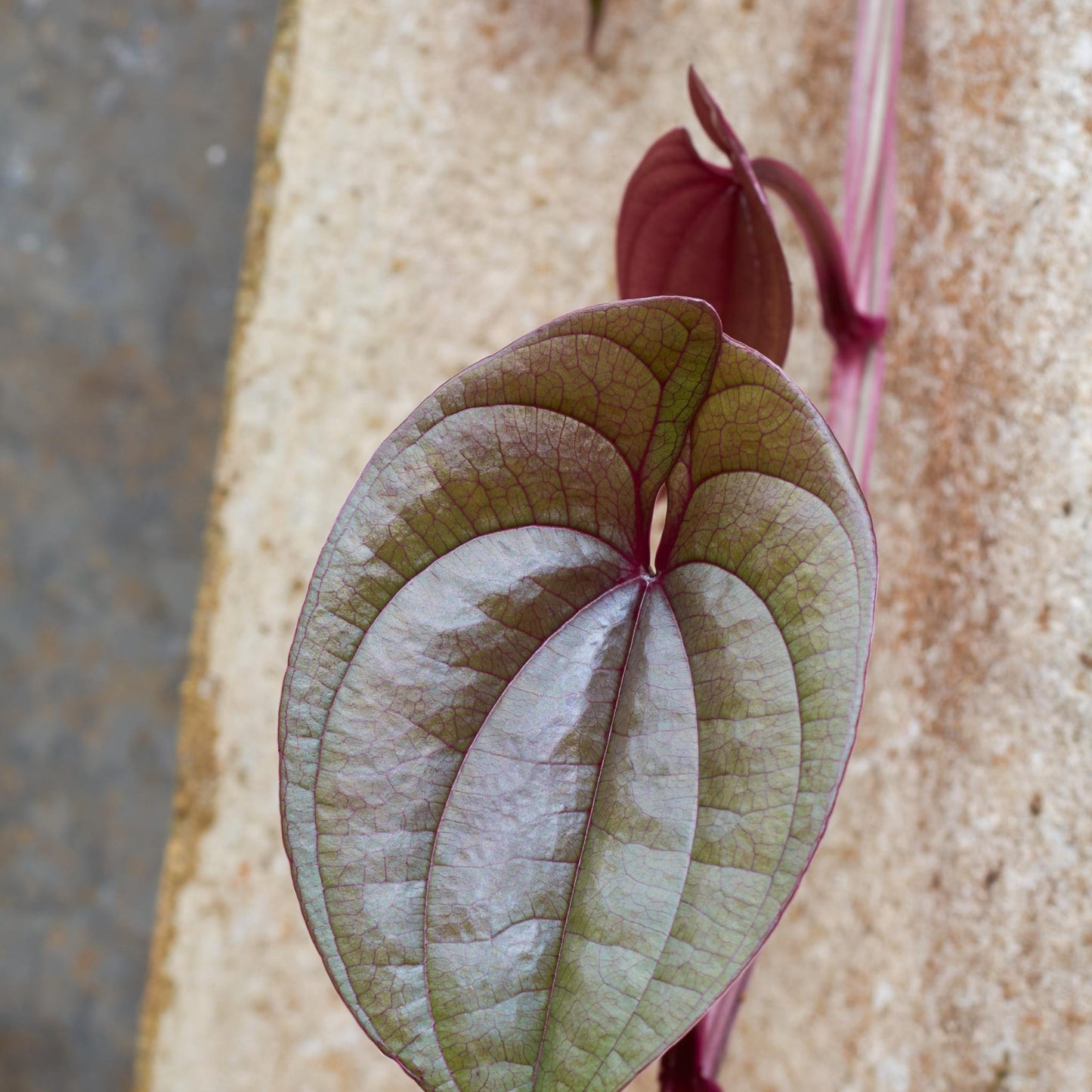 purple yam plant