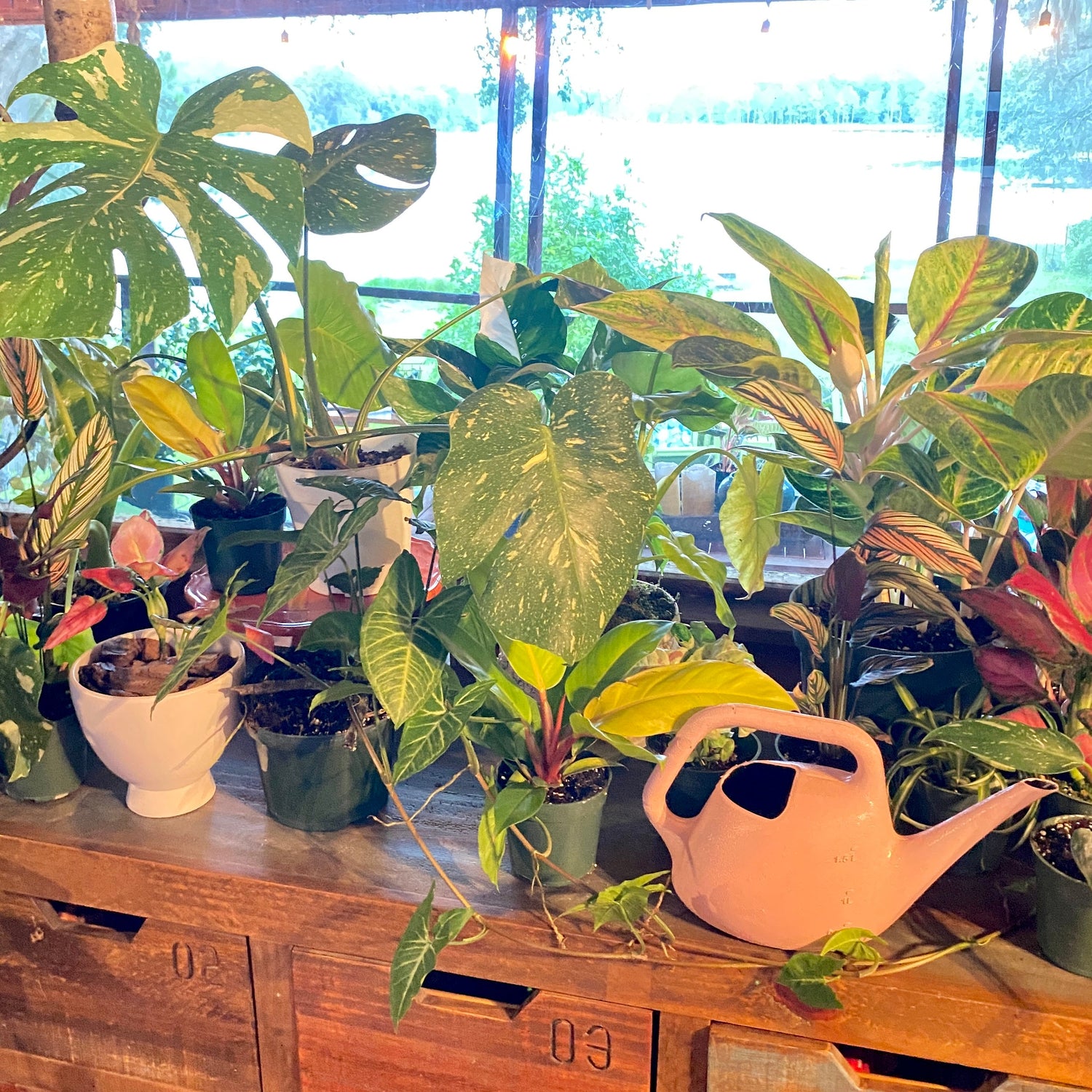 House Plants