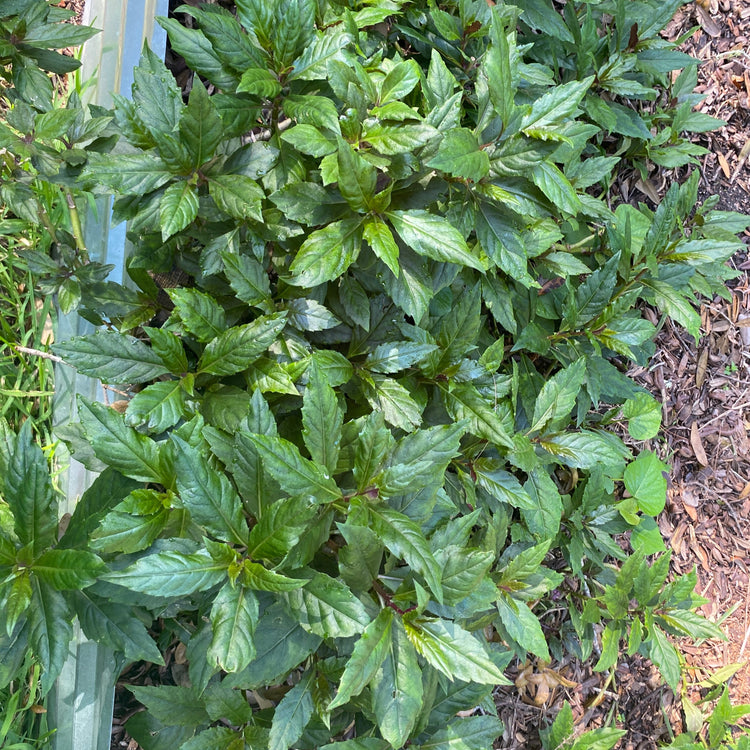 Longevity spinach