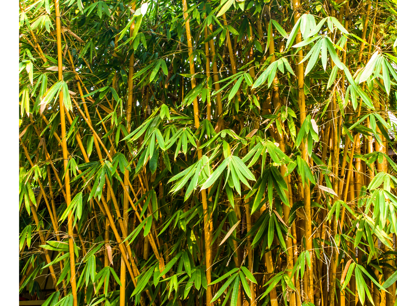 Bamboo & Useful Plants