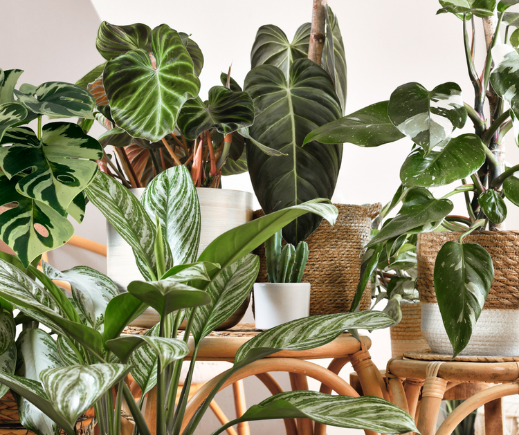 House Plants