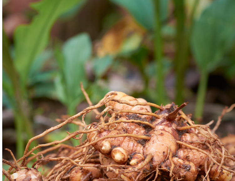 Rhizomes & Tubers