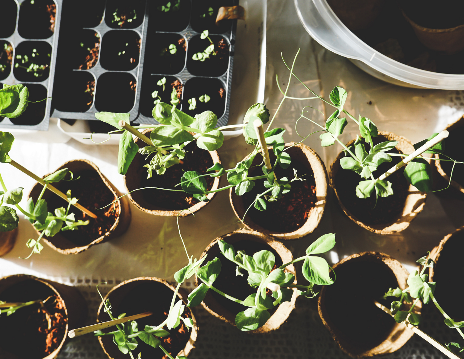 Seeds & Cuttings