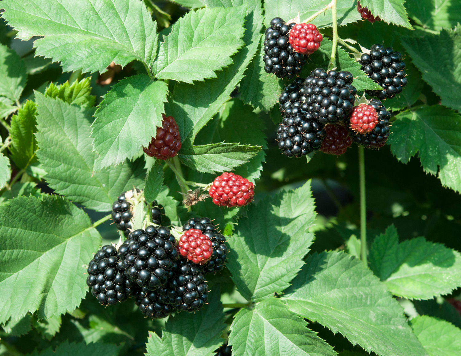 Fruit Trees & Brambles