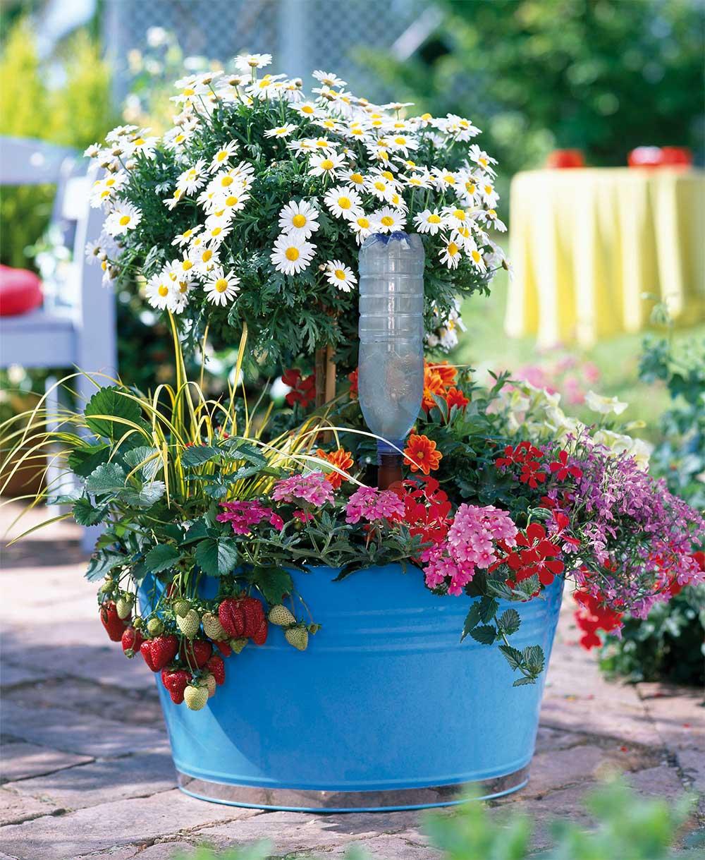 Blumat Easy + Bottle Adapter