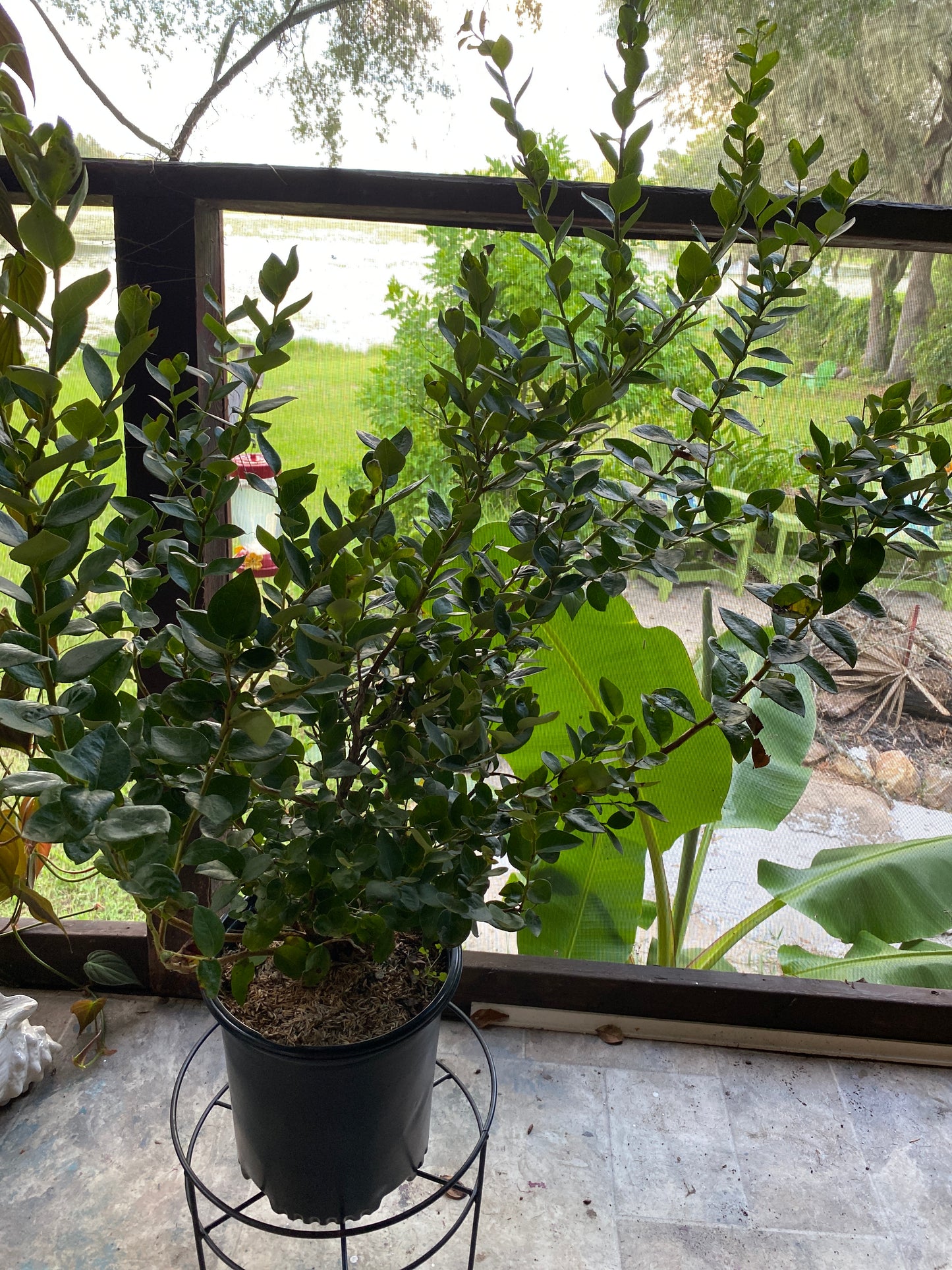 Blueberry Emerald Bush