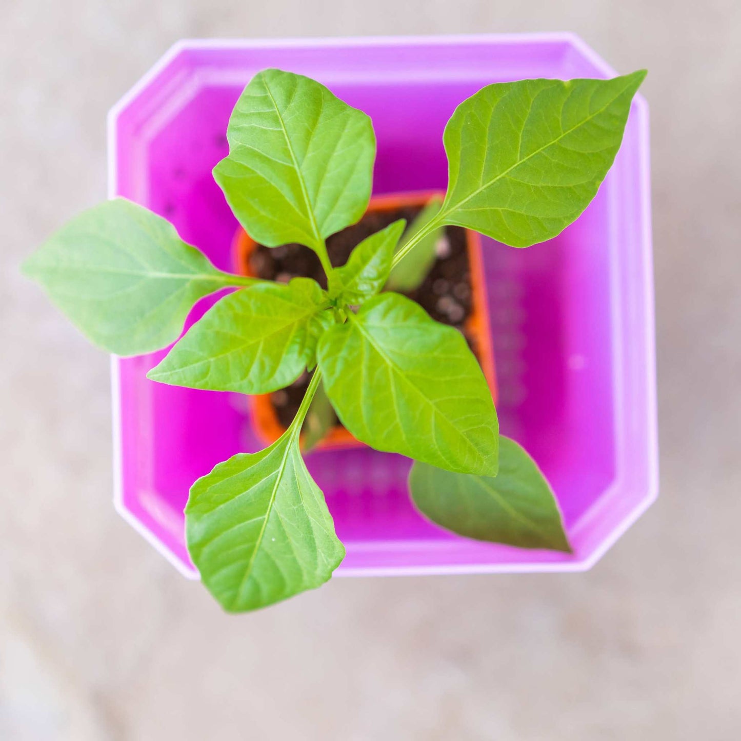 5" Nursery Pots with Insert Tray
