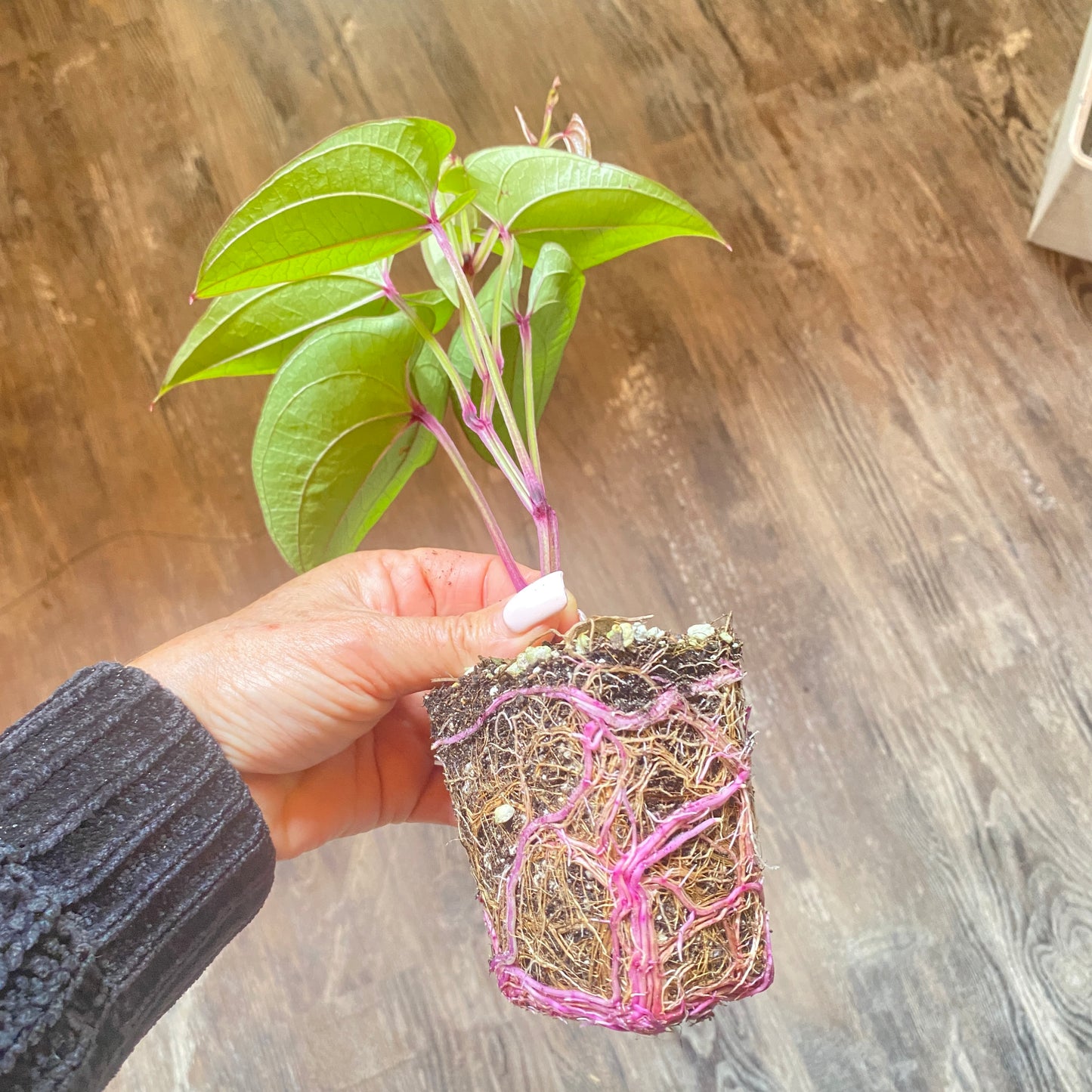 Ube Purple Yam Plant and Tubers -Dioscorea Alata