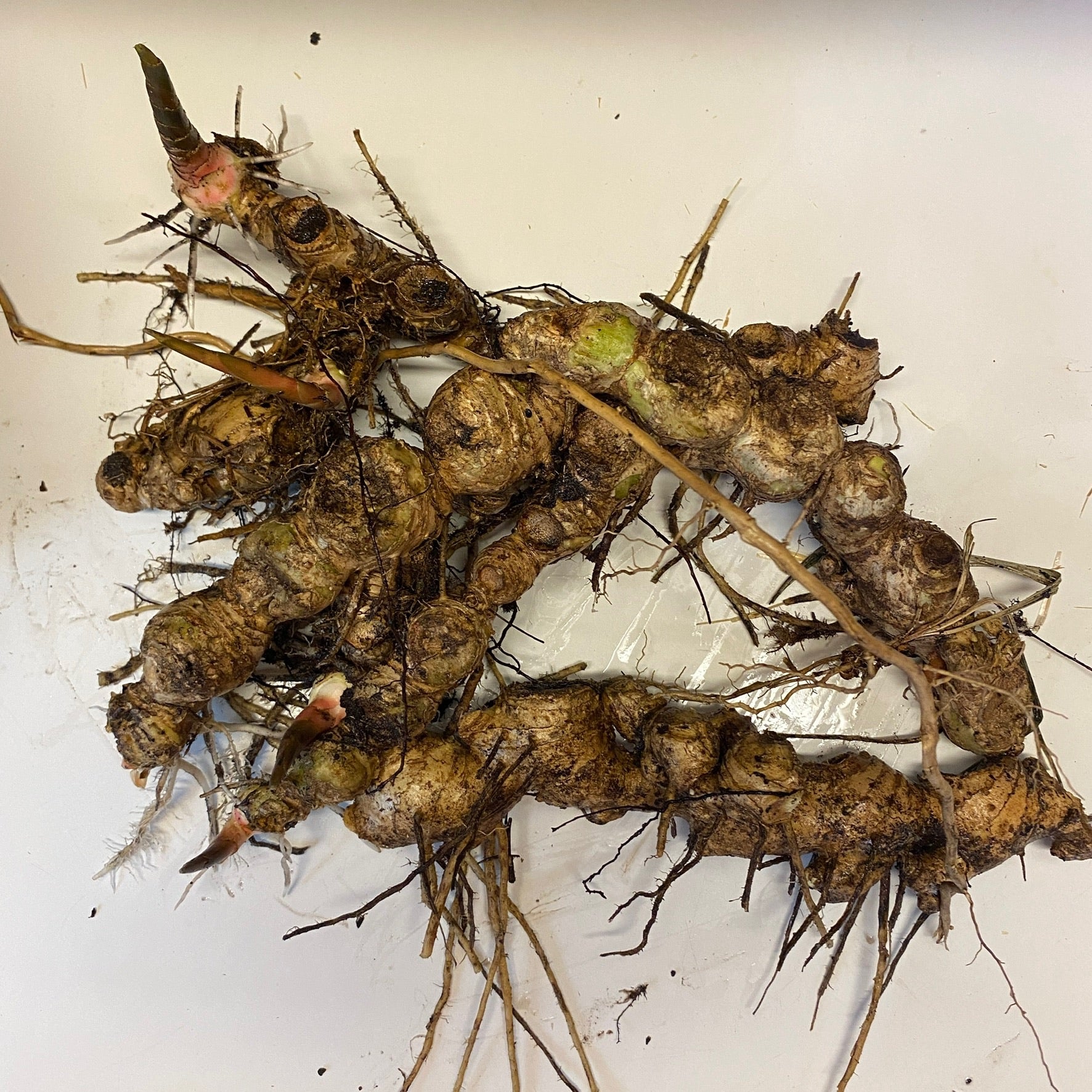 Awapuhi Shampoo Ginger Rhizomes and Plants – Sunkissed Garden