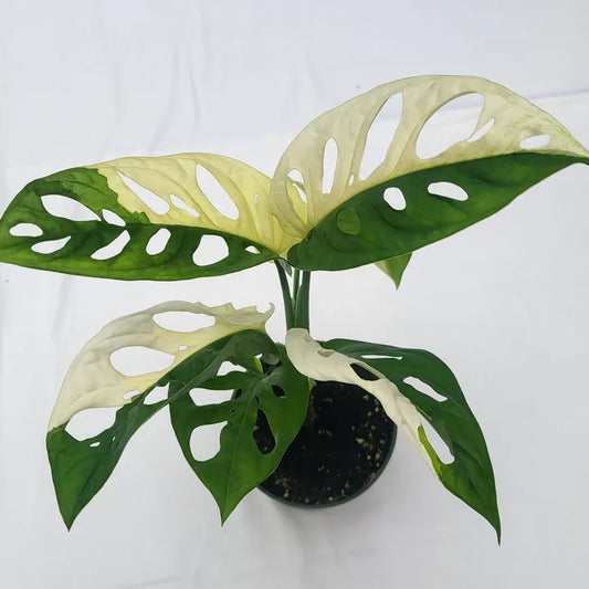 Adansonii Albo Variegated