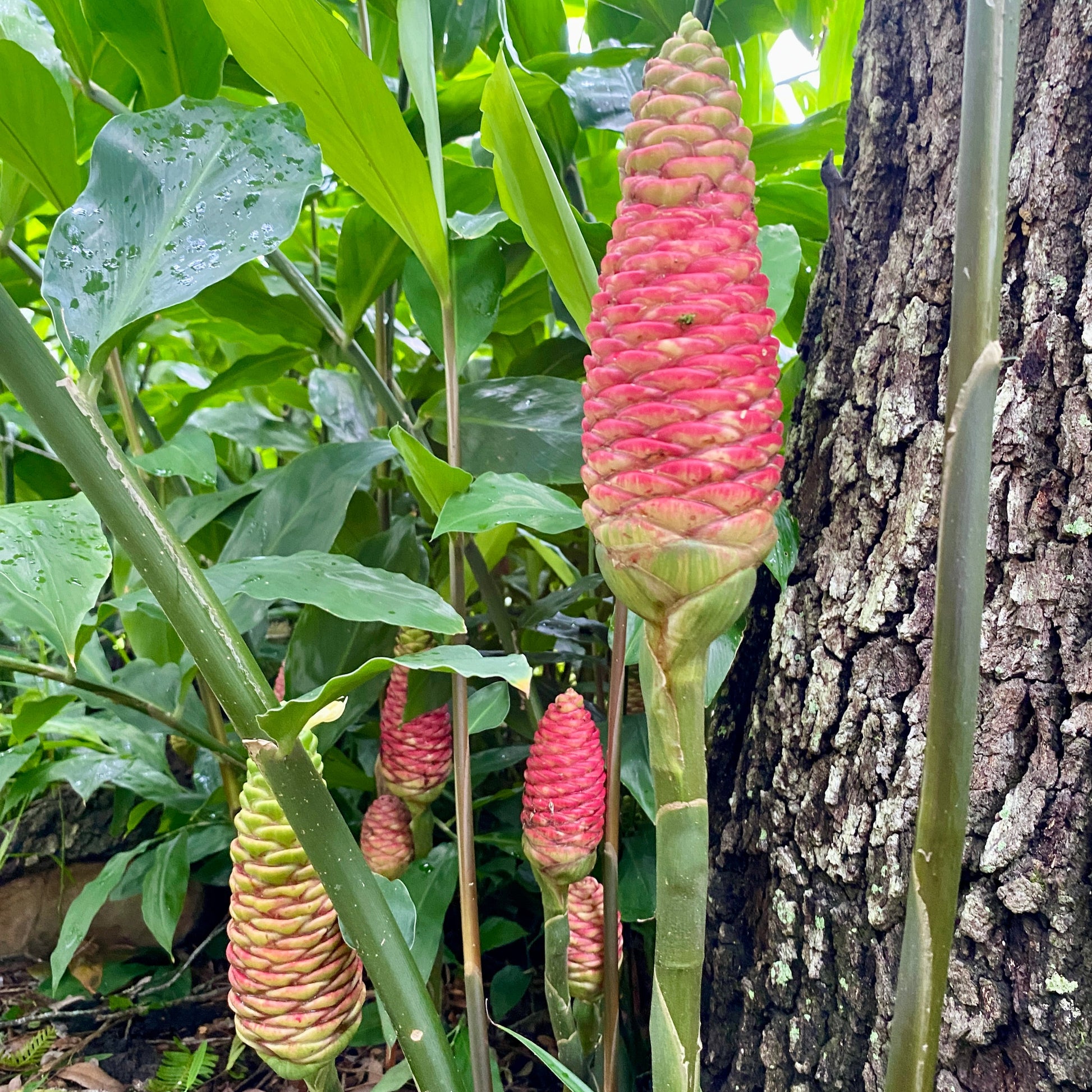 shampoo ginger, plant,zingiber zerumbet, tropical plant,