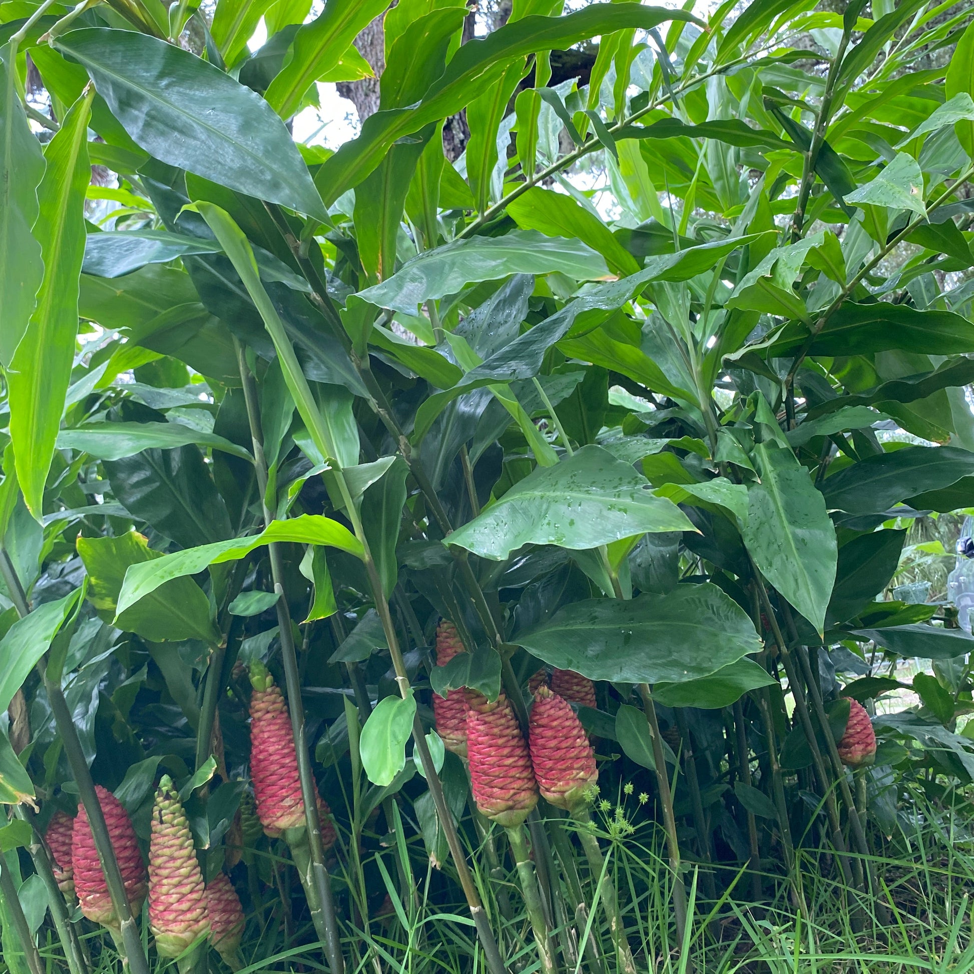 pinecone ginger, Awapuhi shampoo ginger plant