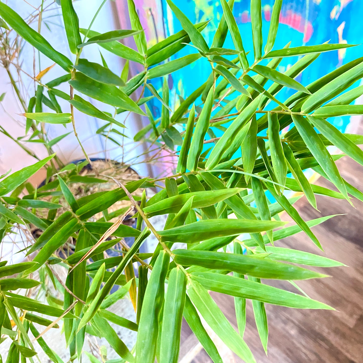 Tropical Bamboo plants