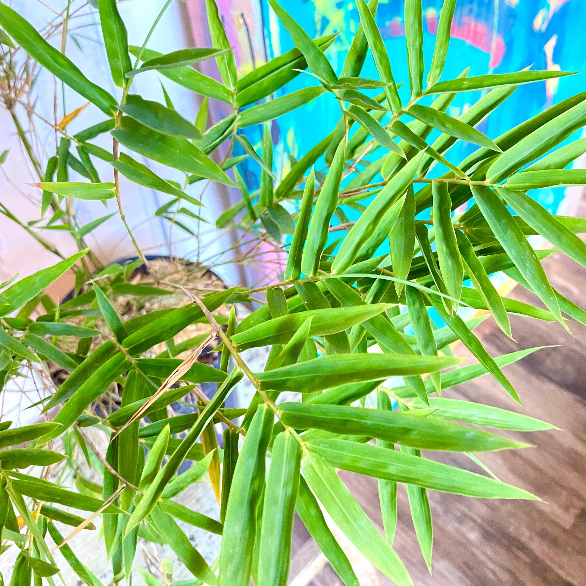 Tropical Bamboo plants