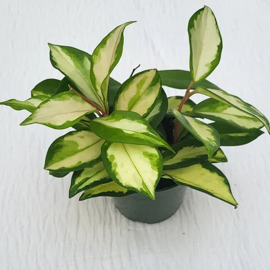 Hoya Carnosa Exotica Tricolor