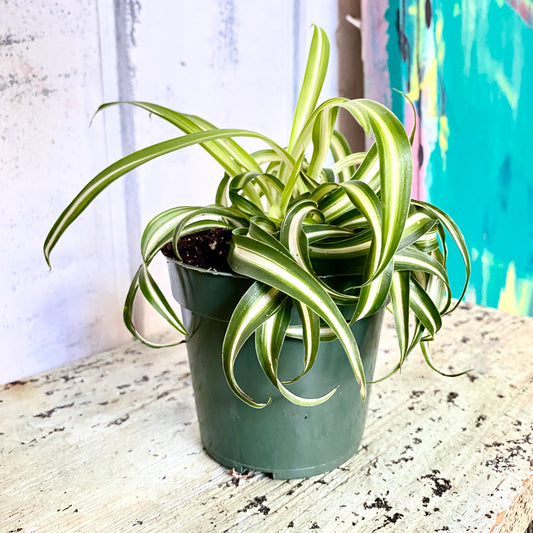 
    spider plant in a pot