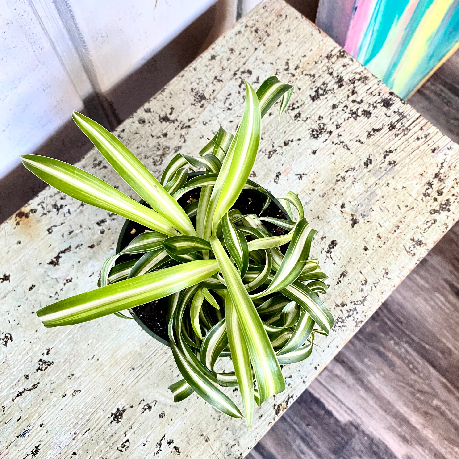 variegated spider house plant 