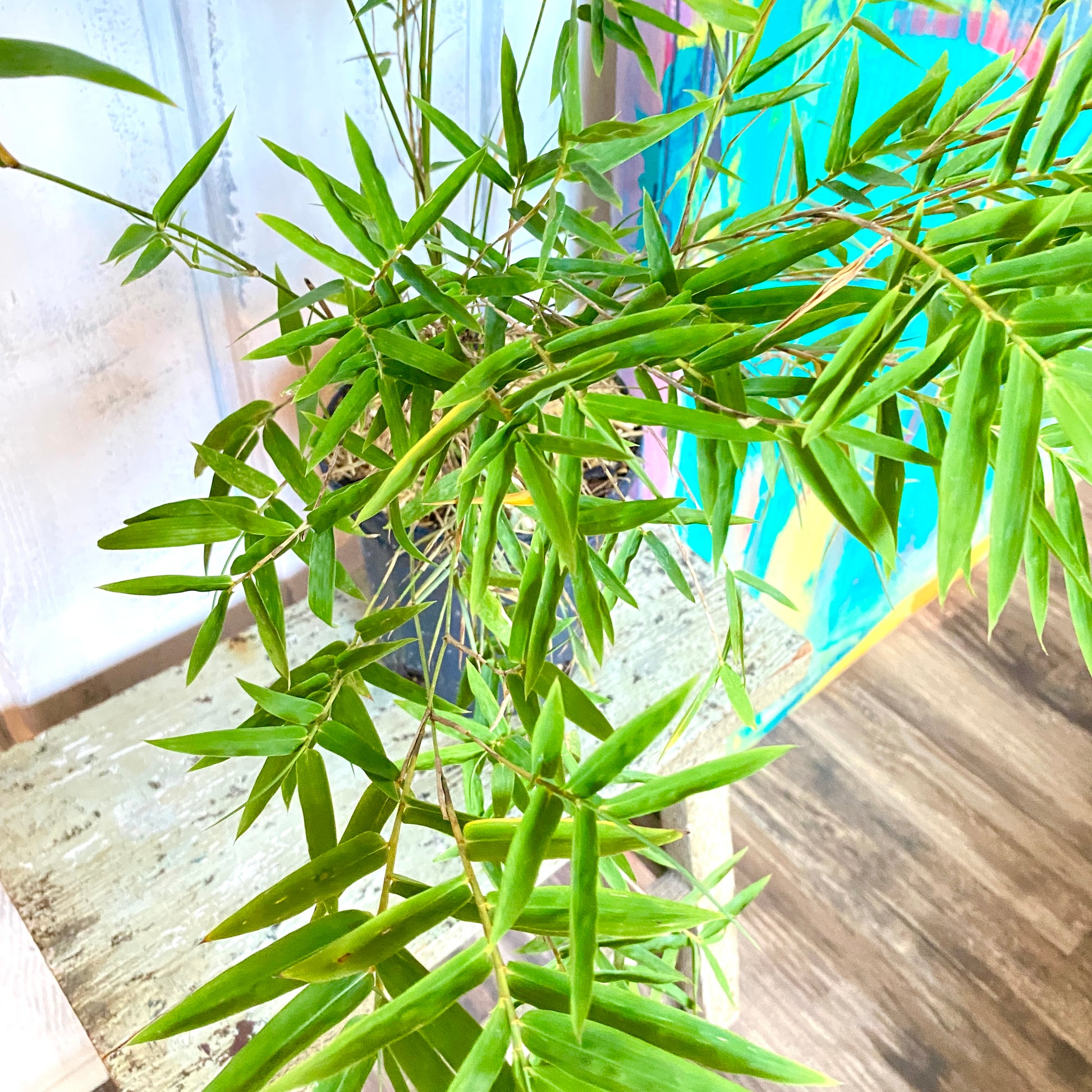 Golden Goddess Bamboo plant