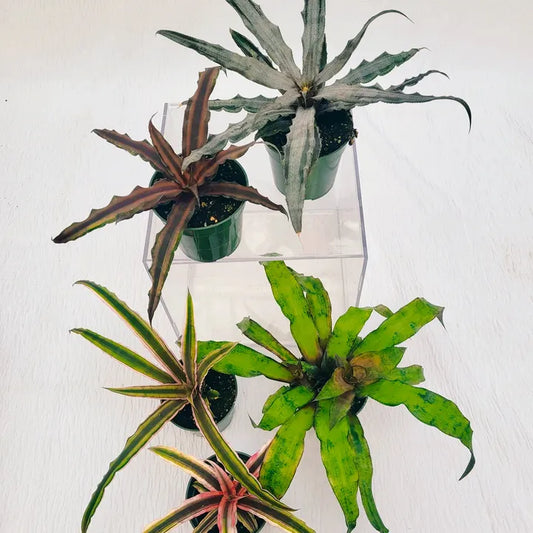 Cryptanthus