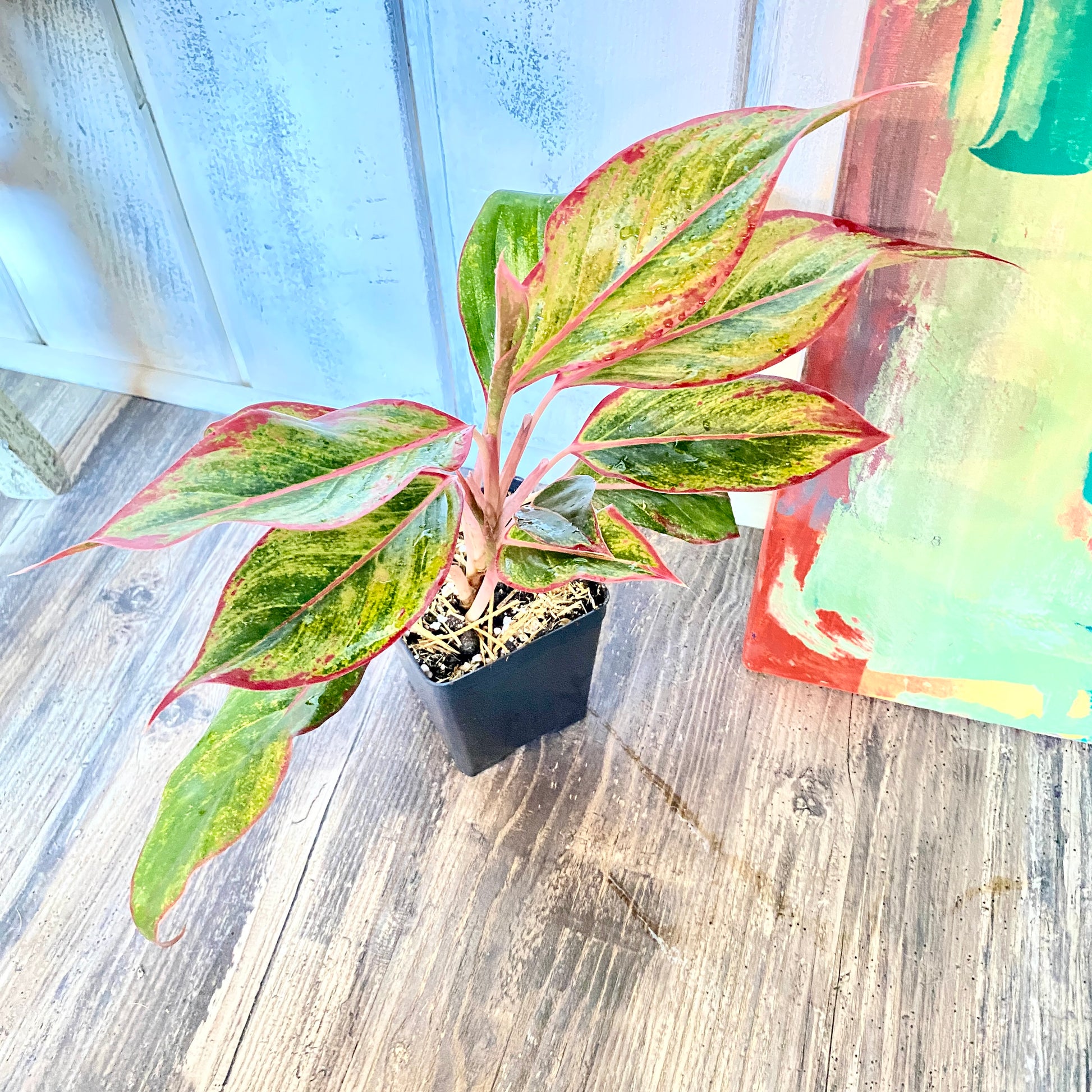 Potted tropical plant with multicolored and red leaves