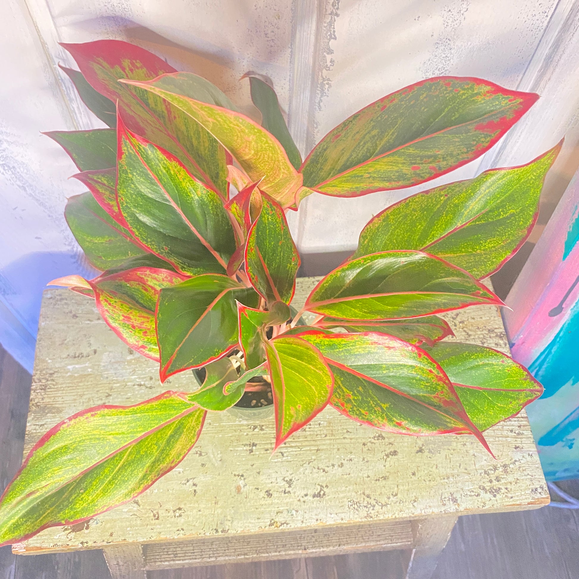 Variegated houseplant on a wooden surface with red outline