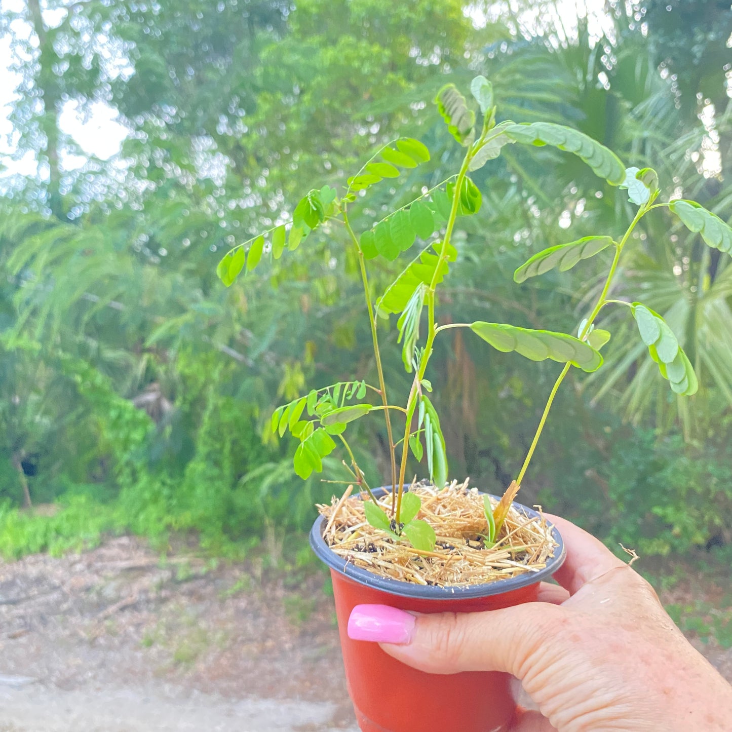 Pink Mimosa Tree and Seeds