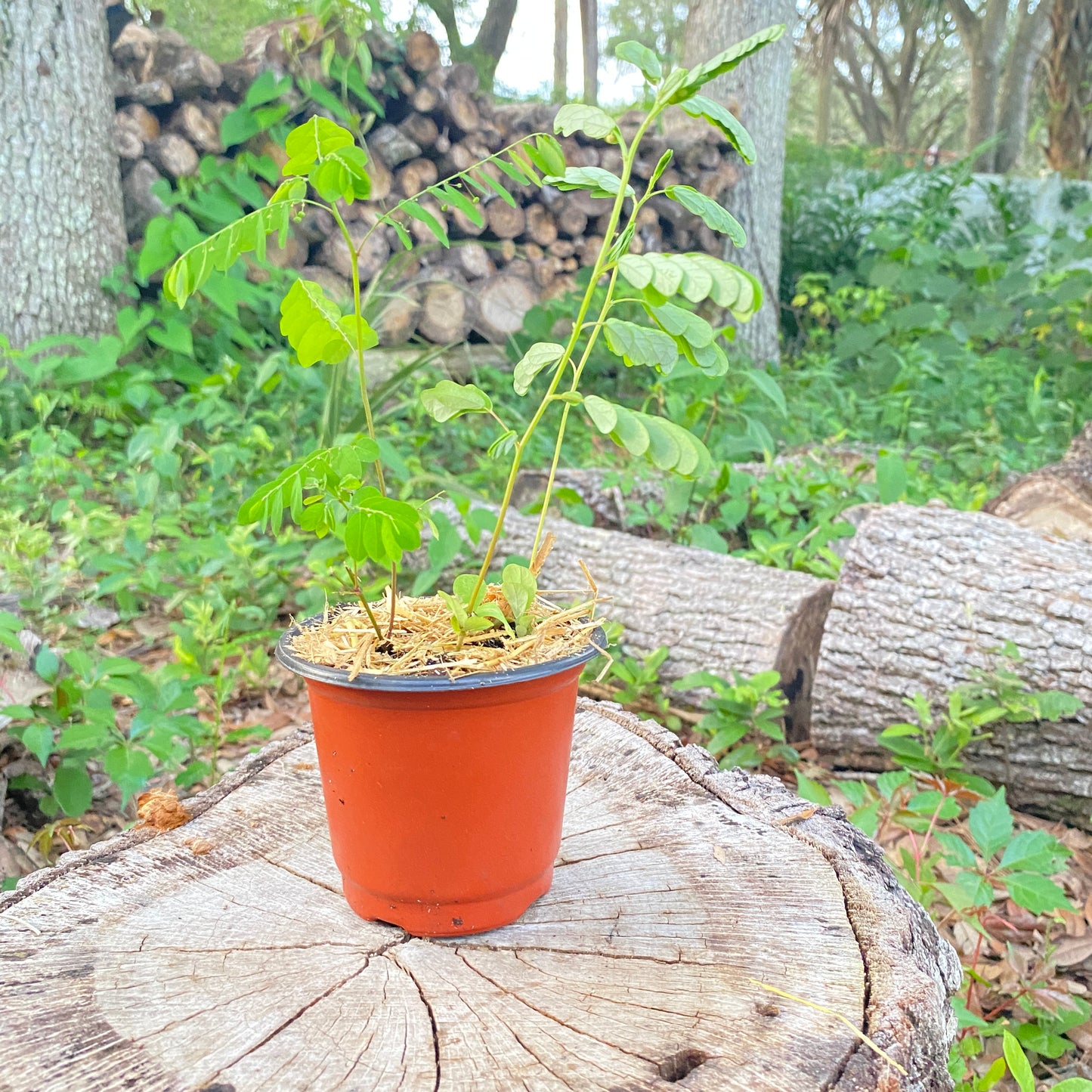 Pink Mimosa Tree and Seeds