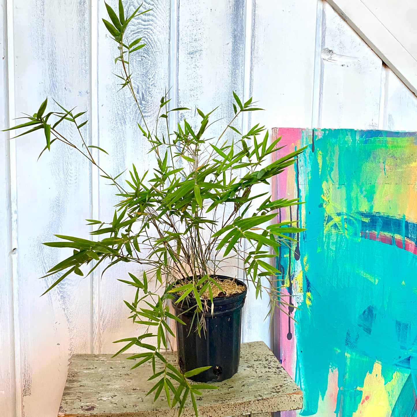 potted bamboo 