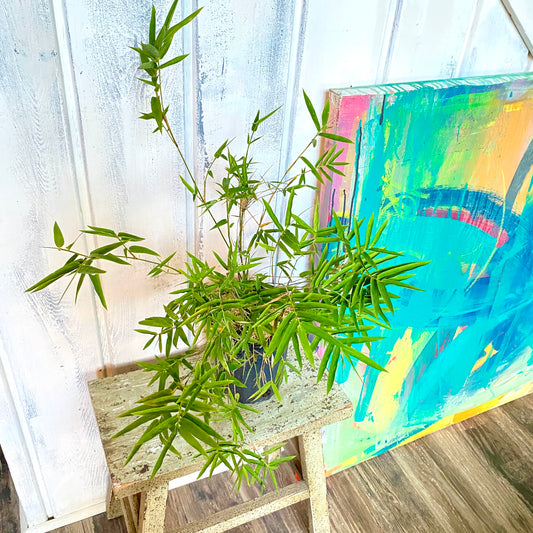 Bamboo plant in a one gallon pot