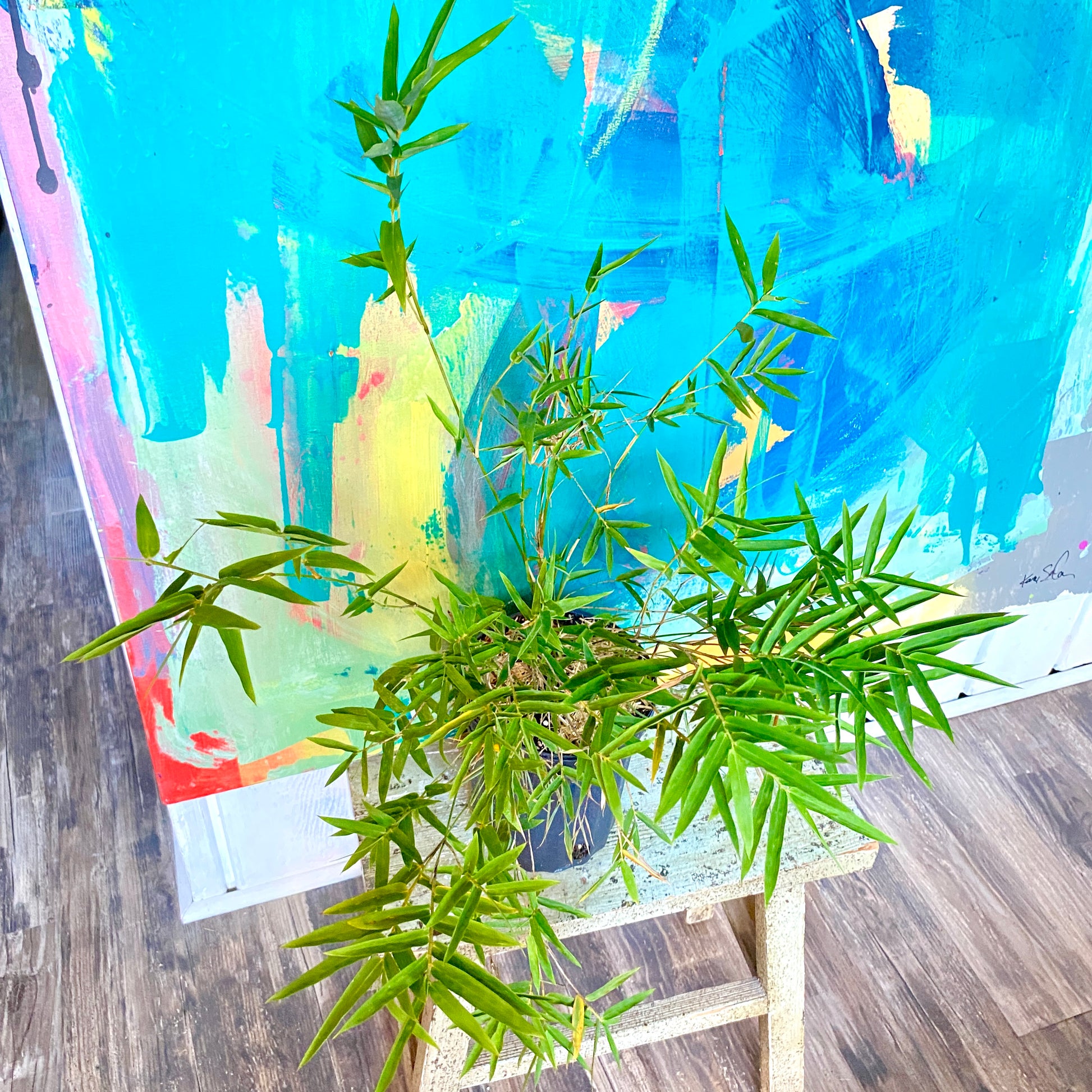 Bamboo plant houseplant