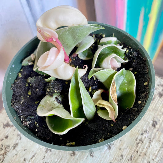Small succulent plant in a pot on a wooden surface with a blurred background