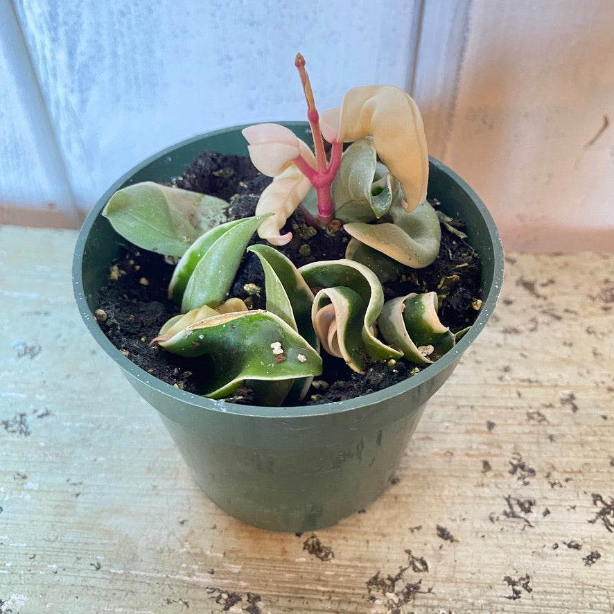 Potted plant with wavy leaves and a pink flower on a wooden surface.