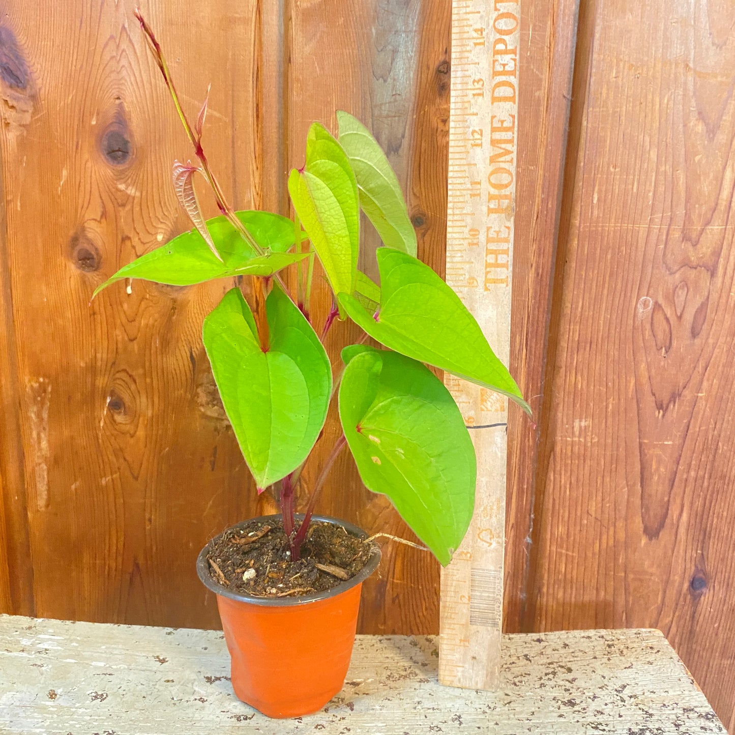 Ube Purple Yam Plant and Tubers -Dioscorea Alata