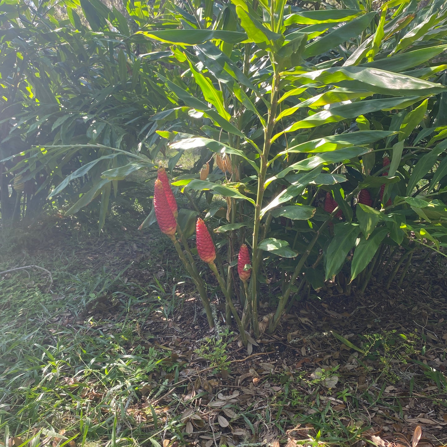 Awapuhi Shampoo Ginger Plant And Rhizomes