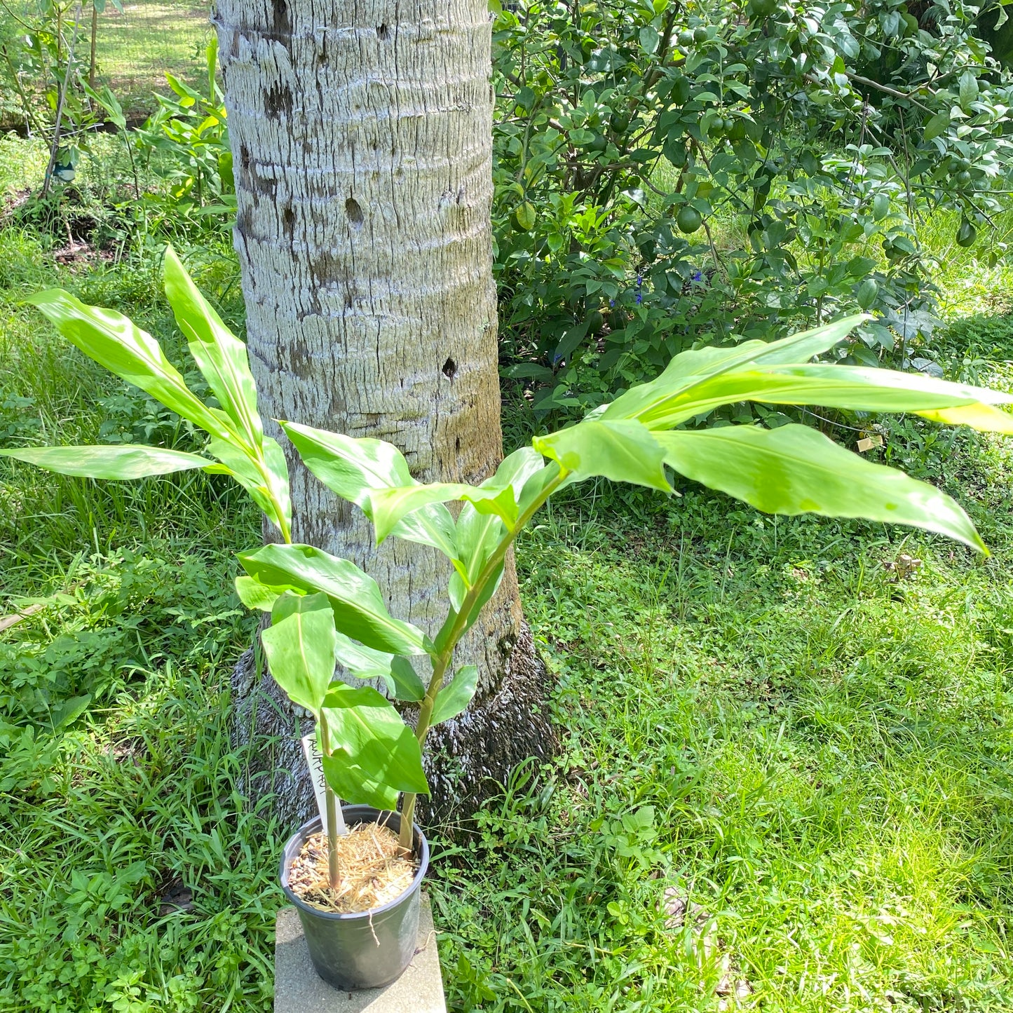 Awapuhi Shampoo Ginger Plant And Rhizomes