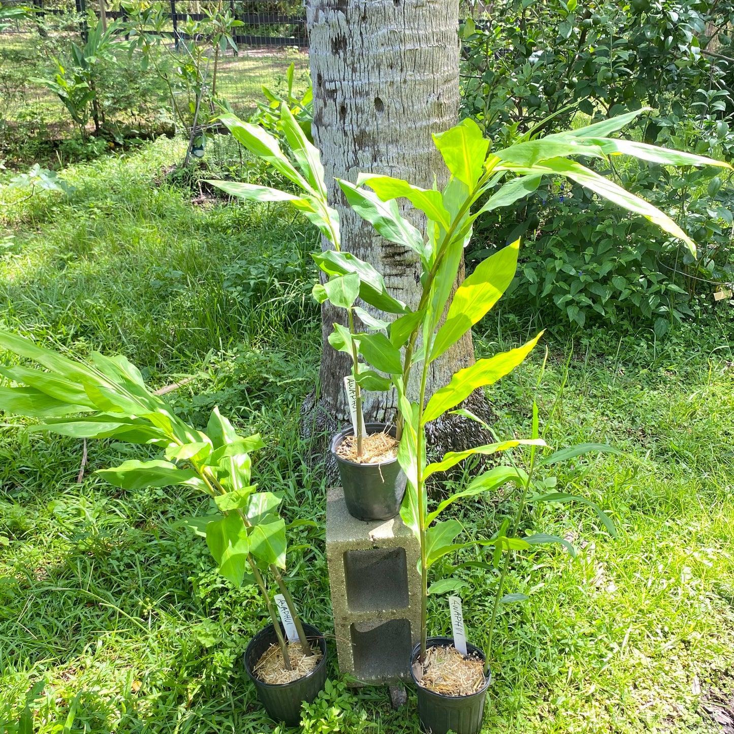 Awapuhi Shampoo Ginger Plant And Rhizomes