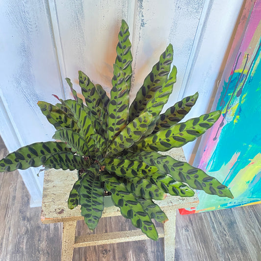 Calathea-Lancifolia, Rattlesnake Plant, Prayer Plant