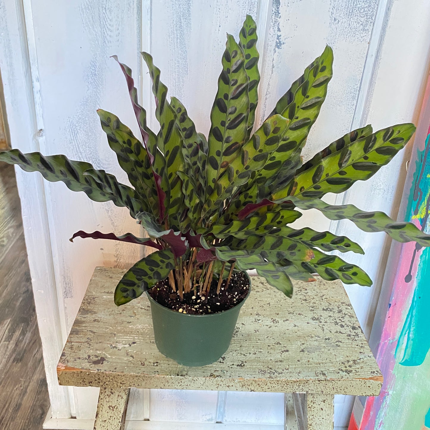 Calathea-Lancifolia, Rattlesnake Plant, Prayer Plant