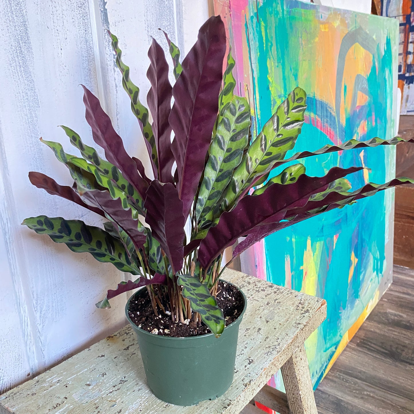 Calathea-Lancifolia, Rattlesnake Plant, Prayer Plant