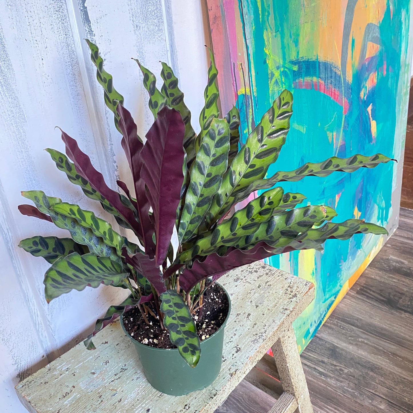 Calathea-Lancifolia, Rattlesnake Plant, Prayer Plant