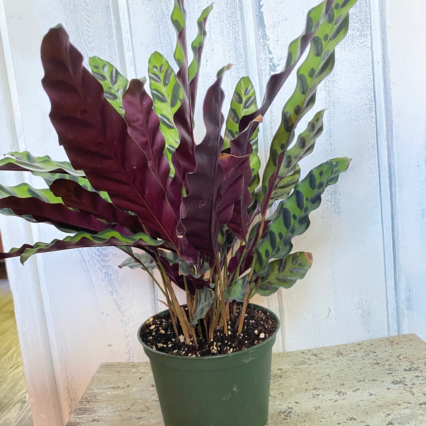Calathea-Lancifolia, Rattlesnake Plant, Prayer Plant