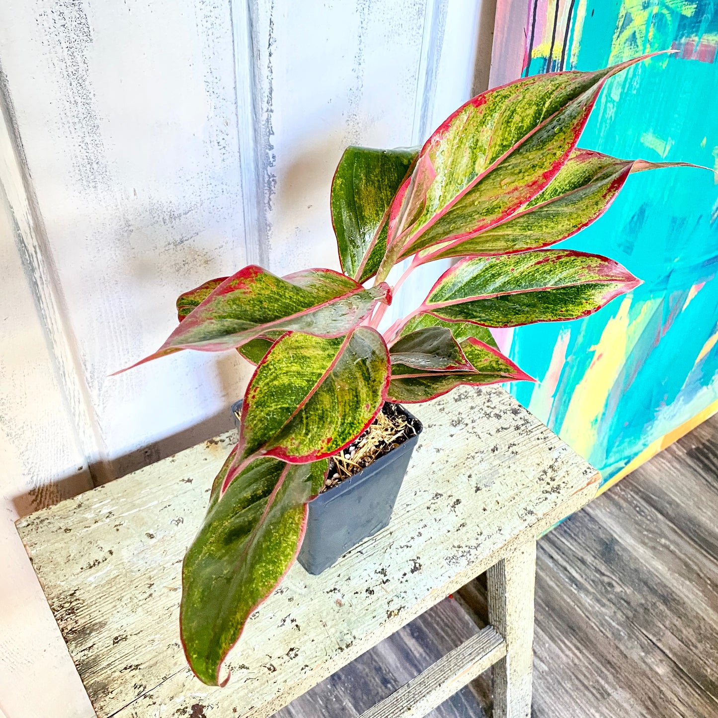Potted plant with green and red leaves on a wooden surface with a colorful abstract painting in the background.