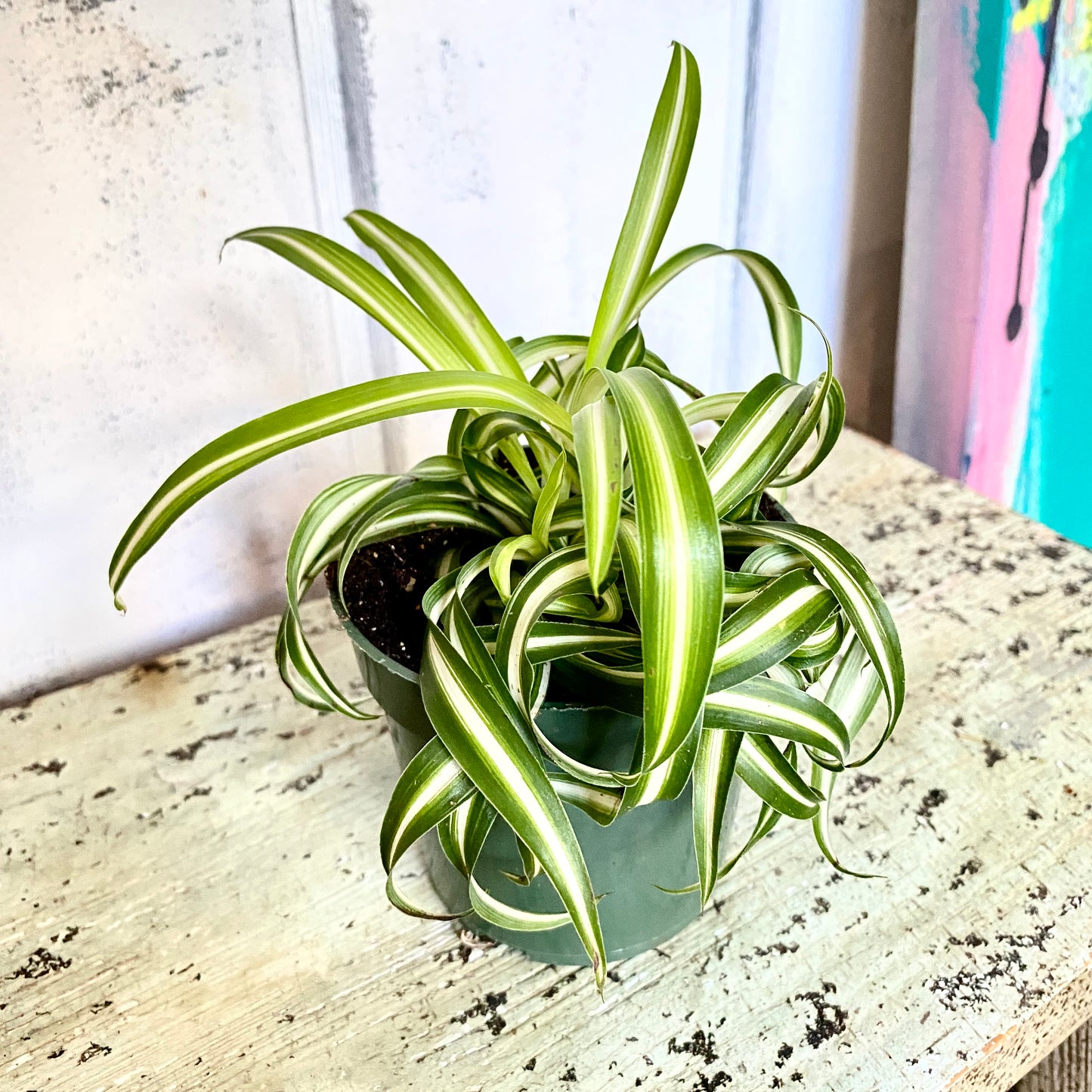 Chlorophytum Spider, Bonnie Spider Plant